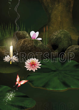 Bild på Magic Water Lily