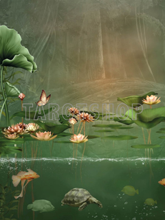 Bild på Magic Water Lily and Turtle (30x40 cm)